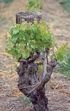 Shiraz vines at Hensche Hill of Grace